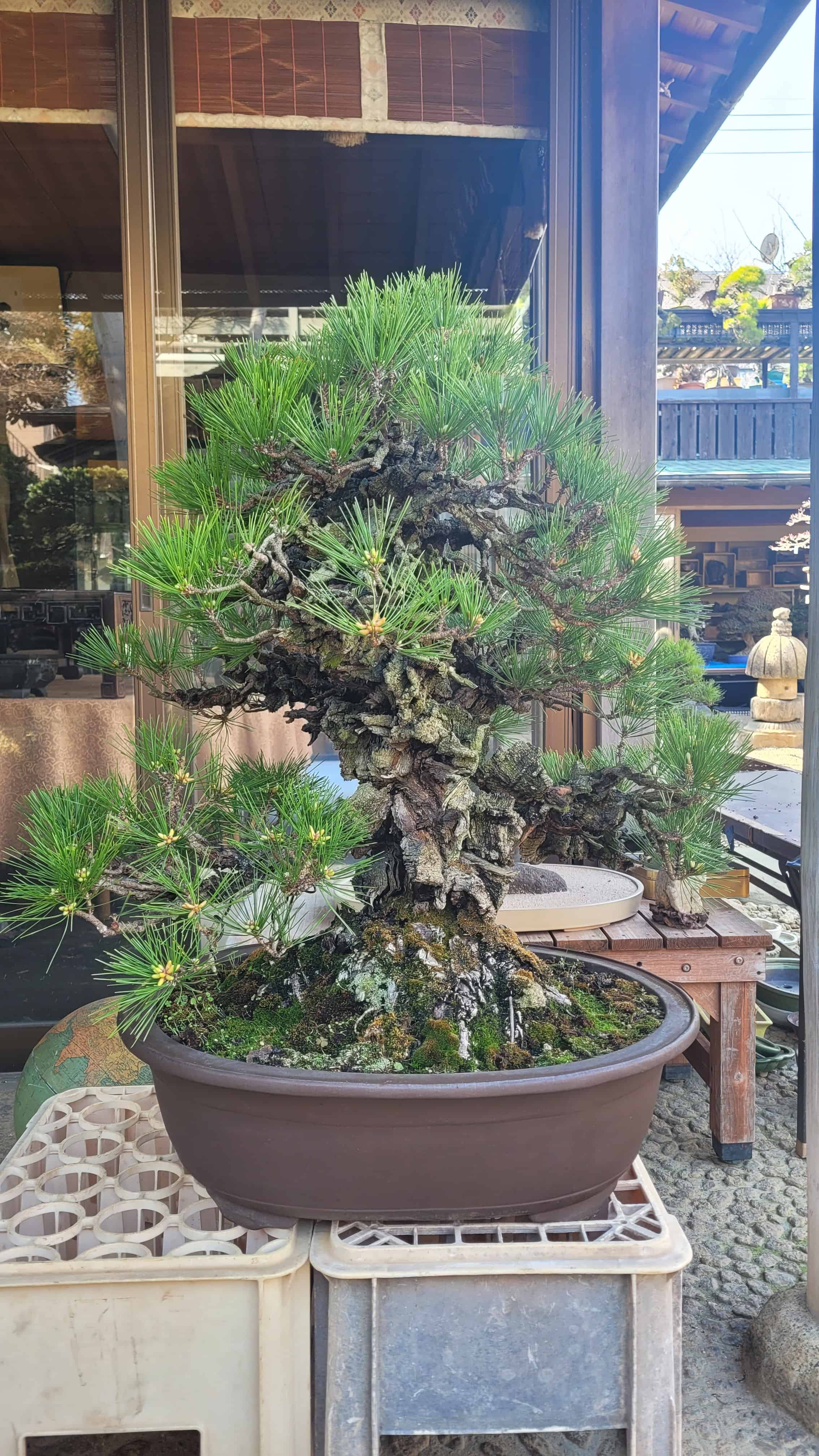 A pine bonsai tree from kobayashi in Japan